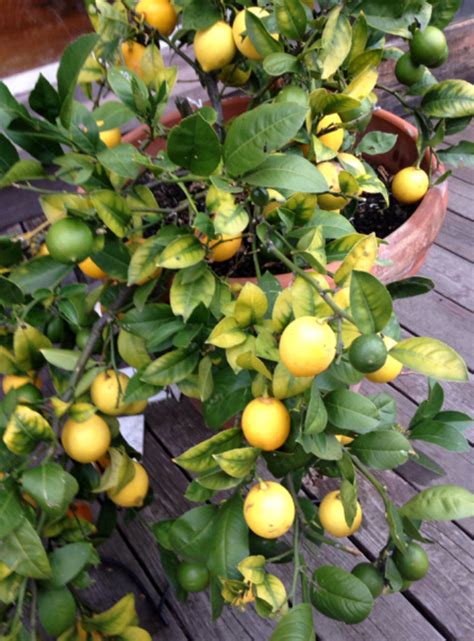 Meyer Lemon Tree Care