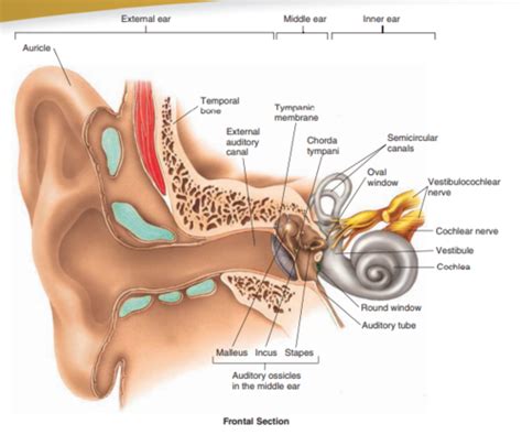 Special Senses Auditory Flashcards Quizlet