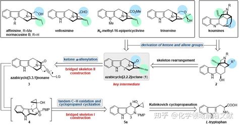 重庆大学张敏教授团队：sarpagine和koumine型吲哚生物碱的不对称全合成 知乎