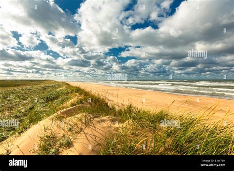 Sand Dune Blooming Point Beach Prince Edward Island National Park