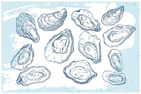 oysters sketch ink drawing  animal illustration  samira