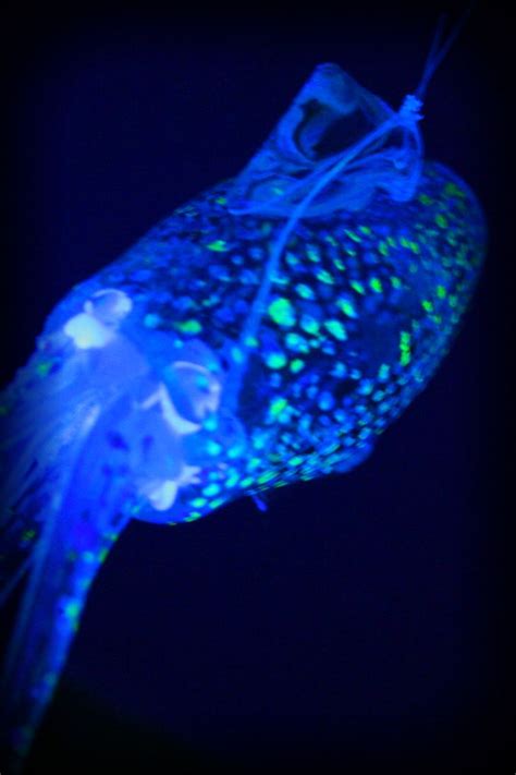 109 best images about Biofluorescence Bioluminescence on Pinterest