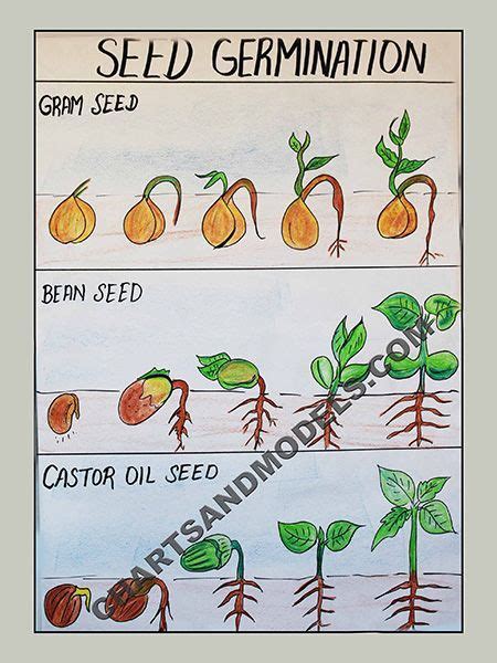 Germinating Seeds Anchor Chart Eddie Paluso