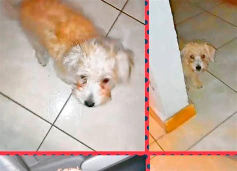 Mujer en Bello lanzó a un perrito desde un piso 12 por una presunta