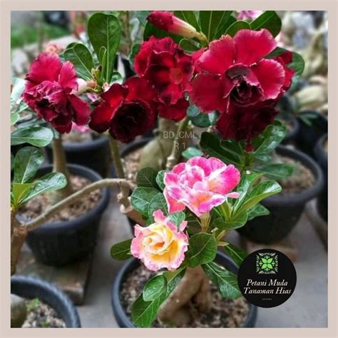 Jual Adenium Bunga Tumpuk Hasil Grafting Bukan Obesum Biasa Kamboja