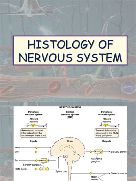 Histology Of nervous System | Soma (Biology) | Neuron | Free 30-day Trial | Scribd