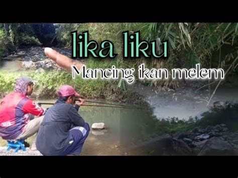 Lika Liku Mancing Ikan Melem Umpan Pakai Lumut Beda Ama Pakai Umpan