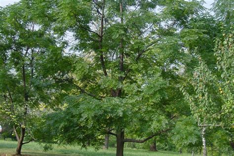 Chinaberry Pride Of China Melia Azedarach Thomas Jeffersons