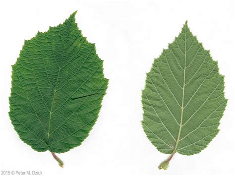 Corylus americana (American Hazelnut): Minnesota Wildflowers