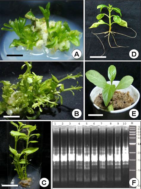 Shoot Organogenesis Shoot Multiplication Rooting Field Transfer And