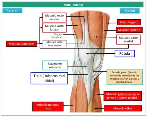 MÚsculos De La Rodilla Dolopedia