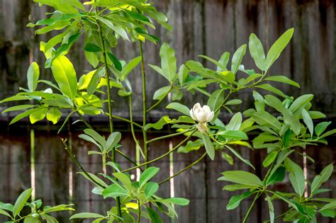 Sweetbay Magnolia Tree Plant Care And Growing Guice