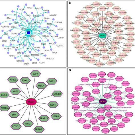 A The Proteinprotein Interaction Network Of MCM7 Round Box