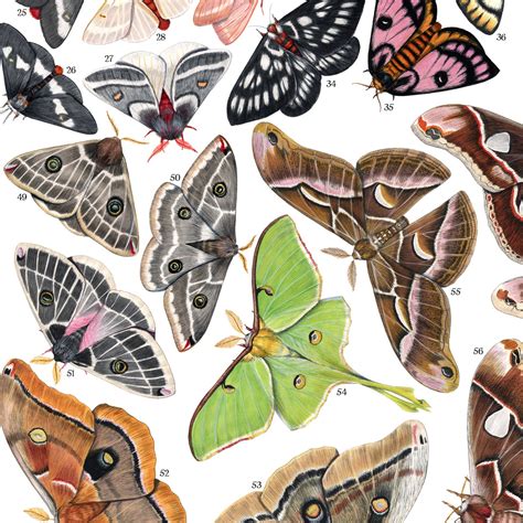 Saturniid Moths Of North America Signed Poster 18x24 Etsy