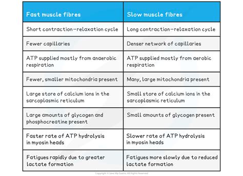 AQA A Level Biology复习笔记6 3 5 Slow Fast Skeletal Muscles 翰林国际教育