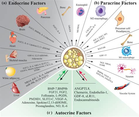 Comprehensive Representation Of The Diverse Range Of Endocrine