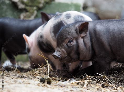 Cute little pigs in the farm. Portrait of a pig Photos | Adobe Stock