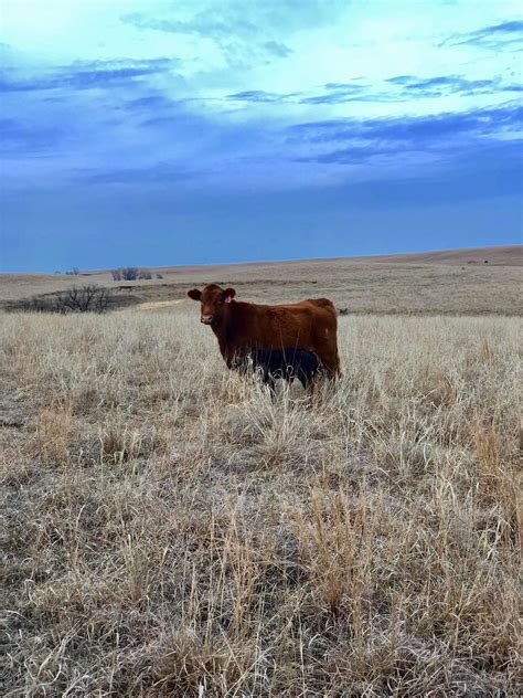 Farmers & Ranchers Livestock | Salina KS