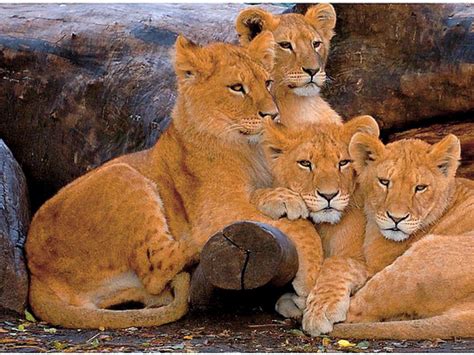 Lion Cubs Wallpaper - WallpaperSafari