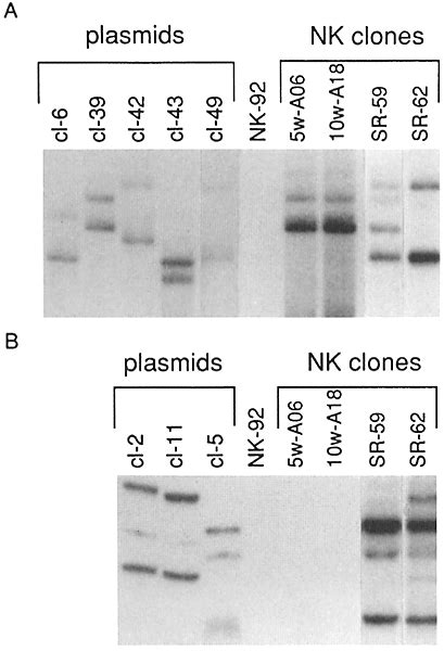 Expression Ofkir Mrna In Different Nk Cells Sscp Analysis Of Pcr