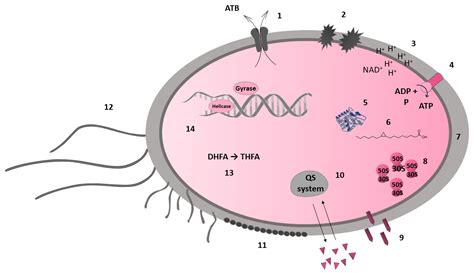 Prenylated Flavonoids in Topical Infections and Wound Healing ... 