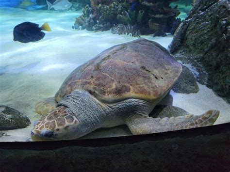 Best 15 Things to Do in Orlando Aquarium