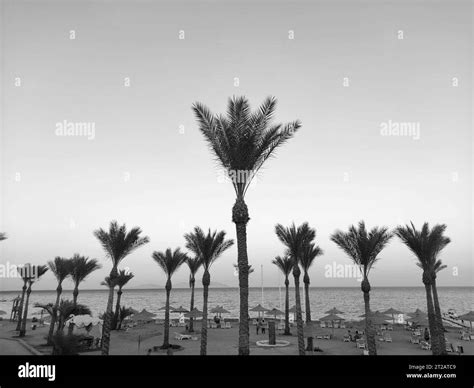 Palm Trees Silhouettes At The Egypt Hotel Stock Photo Alamy