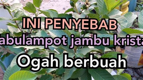 PENYEBAB TABULAMPOT JAMBU KRISTAL MALAS BERBUAH YouTube