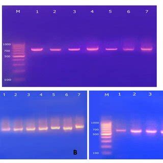 Agrose Gel Electrophoresis For Amplified Products Of ITS1 5 8S ITS2