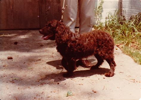 Boykin Spaniel Society Foundation Stock Dog photos | Boykin Spaniel Puppies