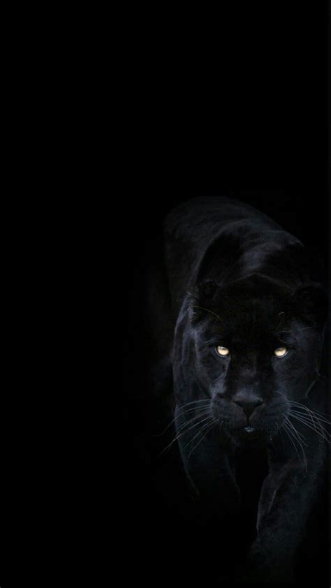 Black Jaguar Wallpaper Hd 1080P