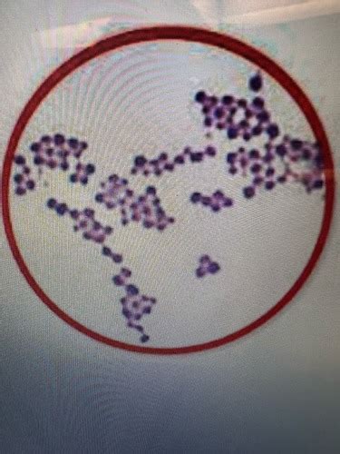 Microbiology Lab Practical Flashcards Quizlet