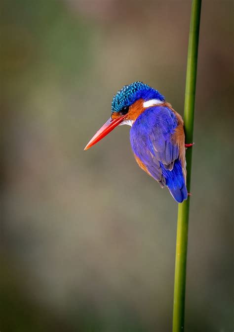 15 gorgeous south african birds – Artofit