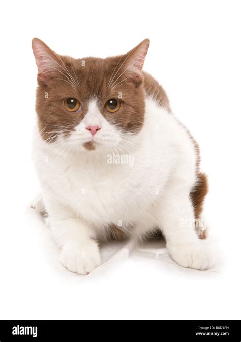 Cinnamon And White British Shorthair Cat Laying Studio Stock Photo Alamy