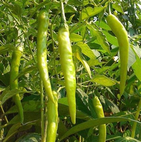 Sili Panigang Siling Haba Hot Pepper Green Bicol Express Chili