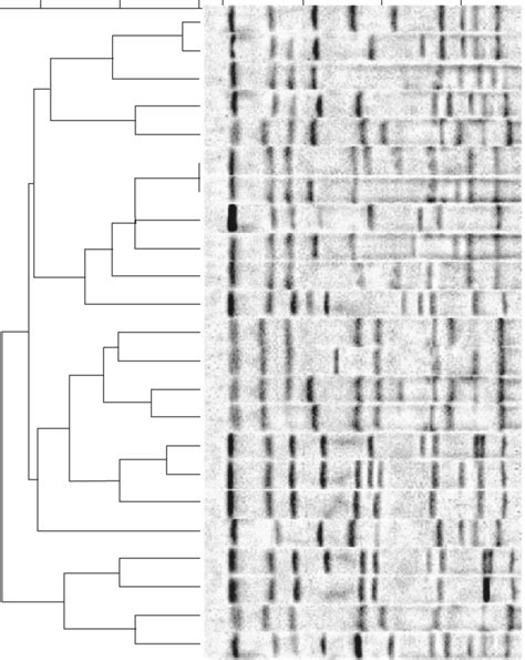 Dendrogram Of Smai Pfge Patterns Of Campylobacter Spp From Poultry And