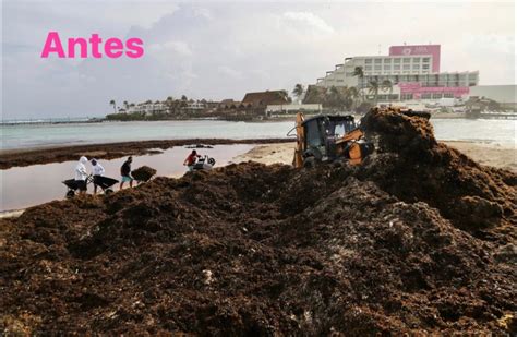 Retira Brigada De Isla Mujeres Toneladas De Sargazo Noticias De