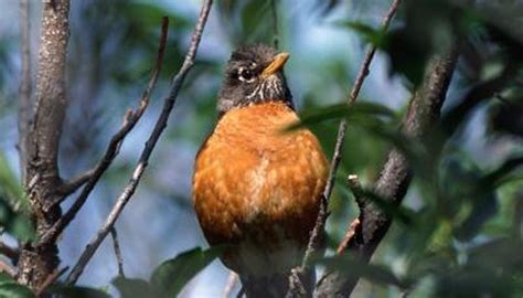 Fall Migration of Robins | Animals - mom.me