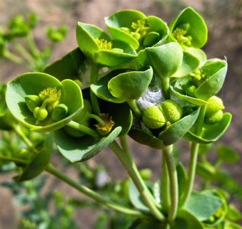 Les Actualit S Du Monde De Lupa Euphorbe Des Dunes Euphorbia Paralias