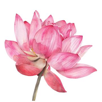 Pink Lotus Flower Watercolor Painting Pink Lotus Flower Watercolor