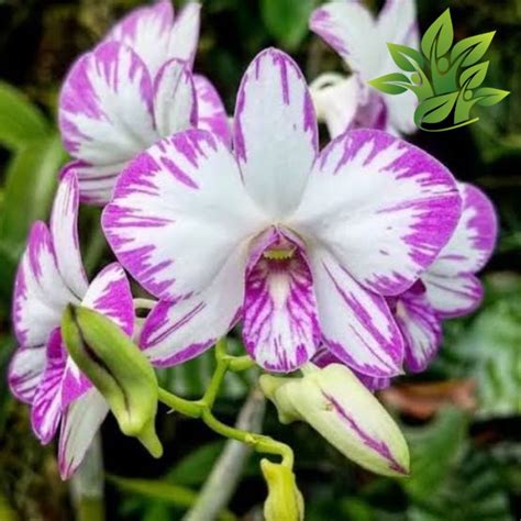 Jual Dendrobium Enobi Anggrek Mini Anggrek Orchidaceae Dendrobium