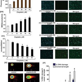 Cisplatin Inhibits Growth And Induced Formation Of Dna Adduct In Apl