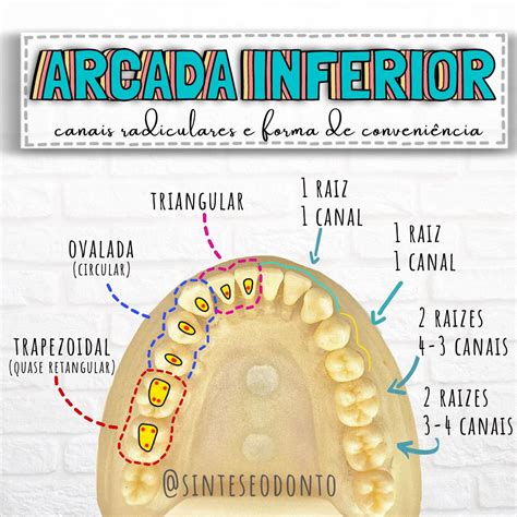 Endodontia Anatomia Dental Odontologia Resumos Anatomia Dental