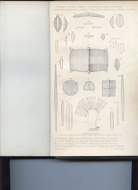 Image Img009 Species Diatoms Of North America