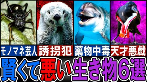 【閲覧注意】あまりにズル賢い生き物6選【ゆっくり解説】【動物おもしろ雑学】 Youtube