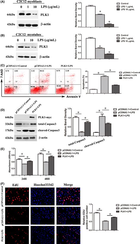 Overexpression Of PLK1 Attenuated LPSinduced Apoptosis And