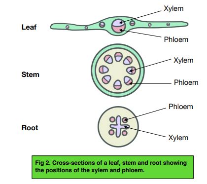 Transport In Plants Transport Systems In Plants Gcse Biology