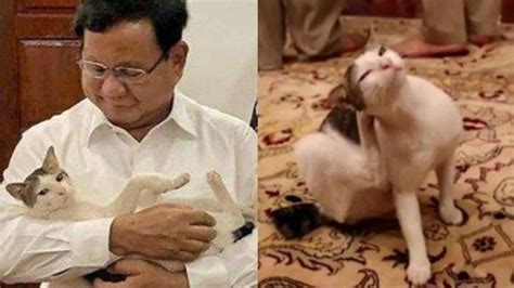 Kisah Bobby Kucing Kesayangan Prabowo Subianto Pernah Buang Air Di Tas