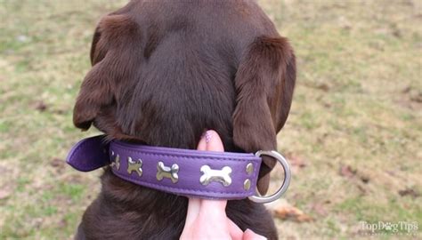 how to fit a dog collar