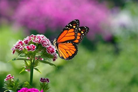 Una Mariposa Monarca En Una Flor Foto Premium